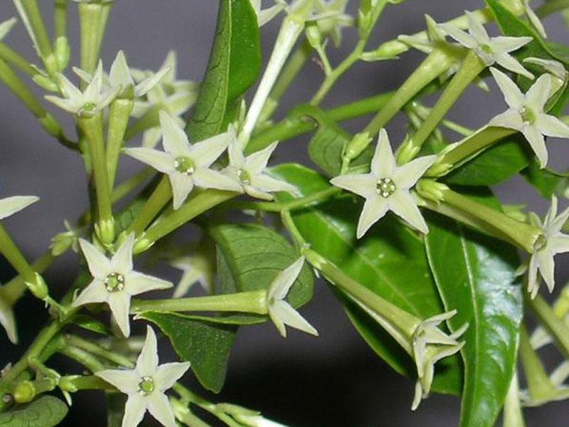 Hoa có màu vàng lục, thơm ngát về đêm nhưng lại chứa nhiều độc tố.