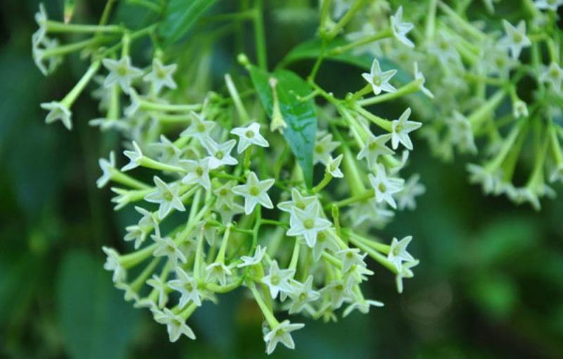 Hoa dạ lý hương quyến rũ bởi hương thơm