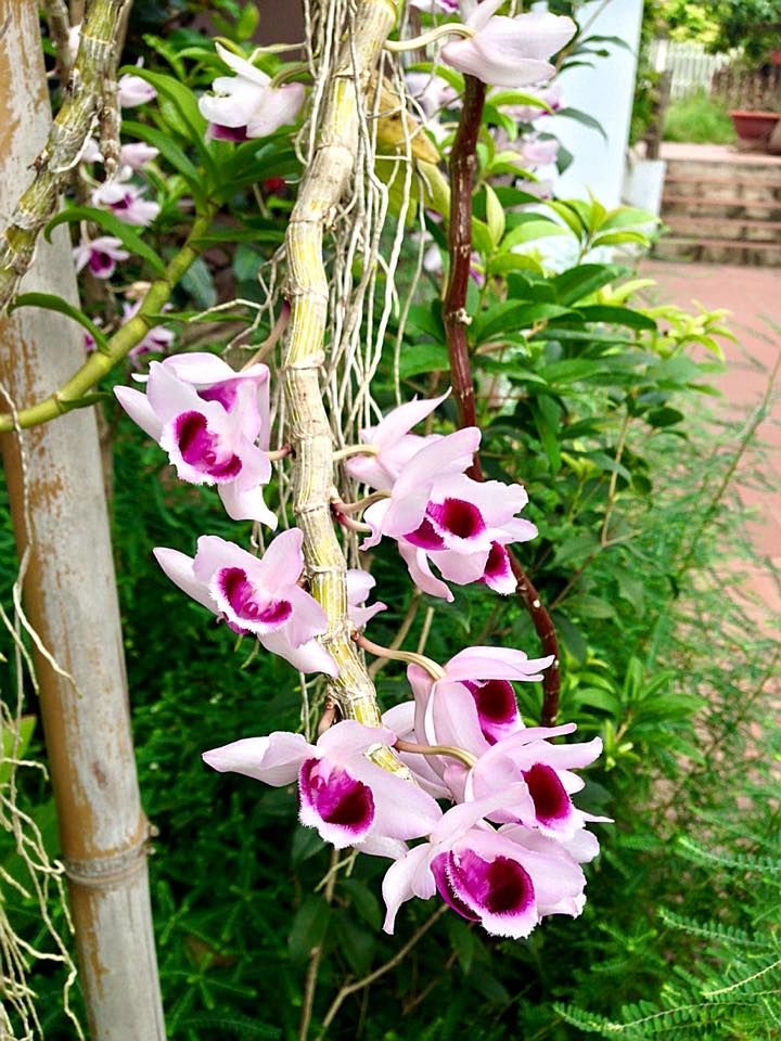 hình ảnh đẹp về hoa Lan