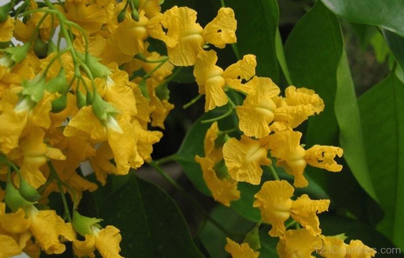 HOA GIÁNG HƯƠNG MẮT CHIM - MYANMAR