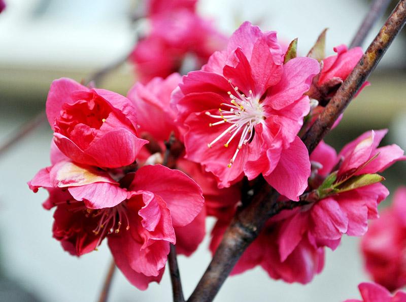 Vườn hoa Nhật Tân