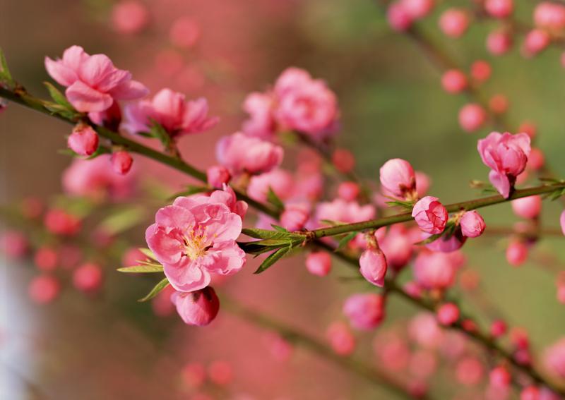 Nhúng gốc đào vào nước nóng trước khi cắm