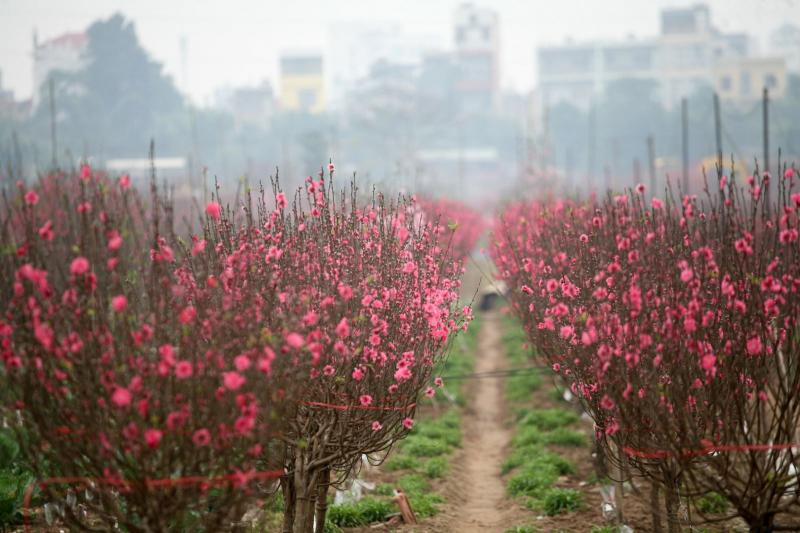 Hoa đào Nhật Tân , Hà Nội