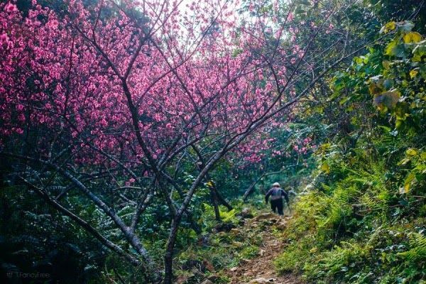 Hoa đào ở Mẫu Sơn
