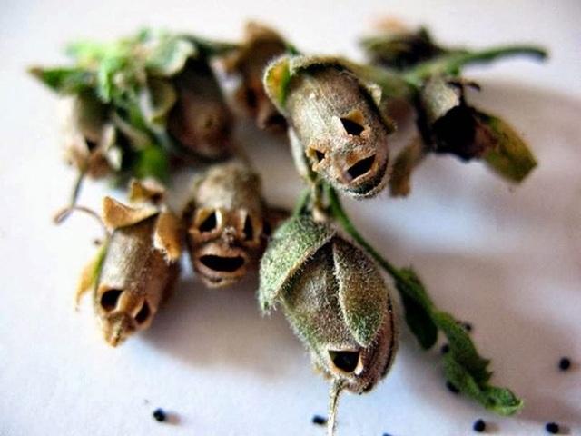 Khi chúng héo đi, các hạt sẽ rơi ra để lại hình dáng chiếc đầu lâu xương sọ đáng sợ.