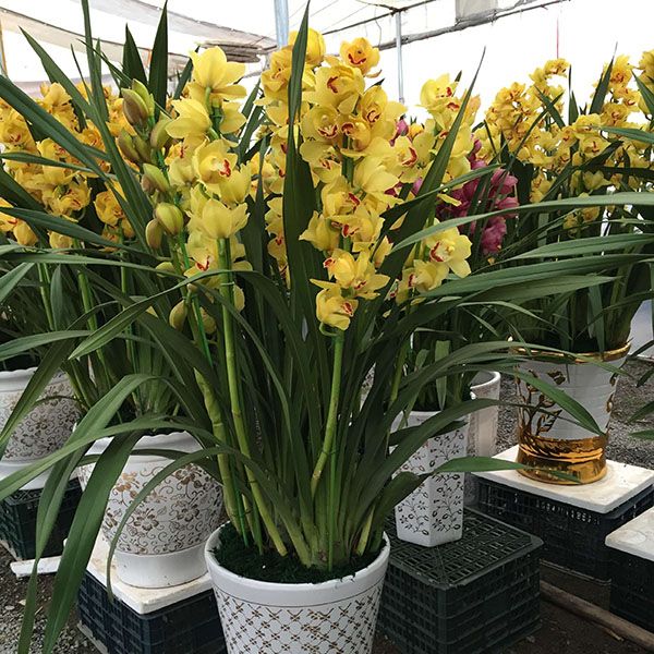Hoa địa lan được nhiều người lựa chọn để chơi vào dịp Tết đến xuân về