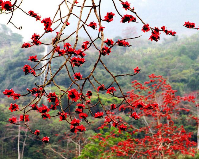 Hoa gạo