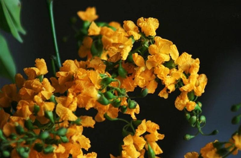 HOA GIÁNG HƯƠNG MẮT CHIM - MYANMAR