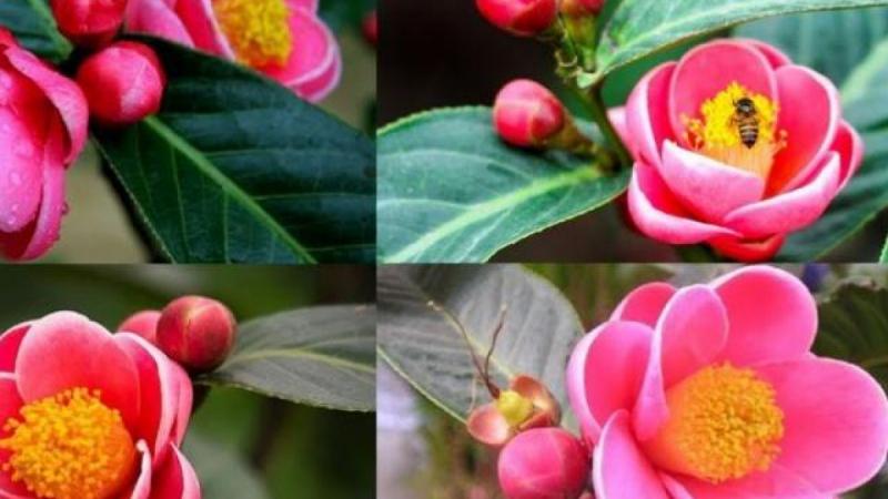 Hoa hải đường