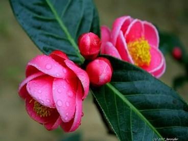 Hoa hải đường