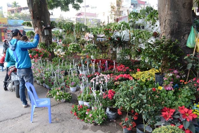 Hoa Hoàng Hoa Thám
