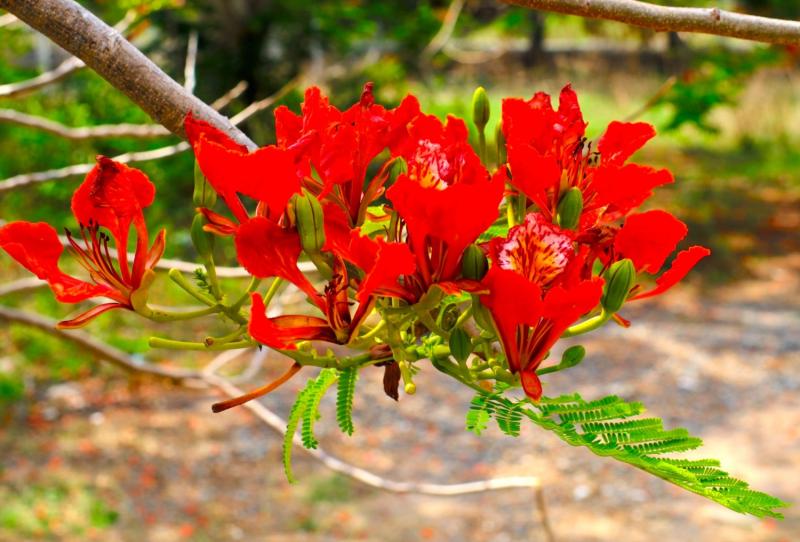 Phượng không phải là một đóa, không phải vài cành; phượng đây là cả một loạt, cả một vùng, cả một góc trời đỏ rực