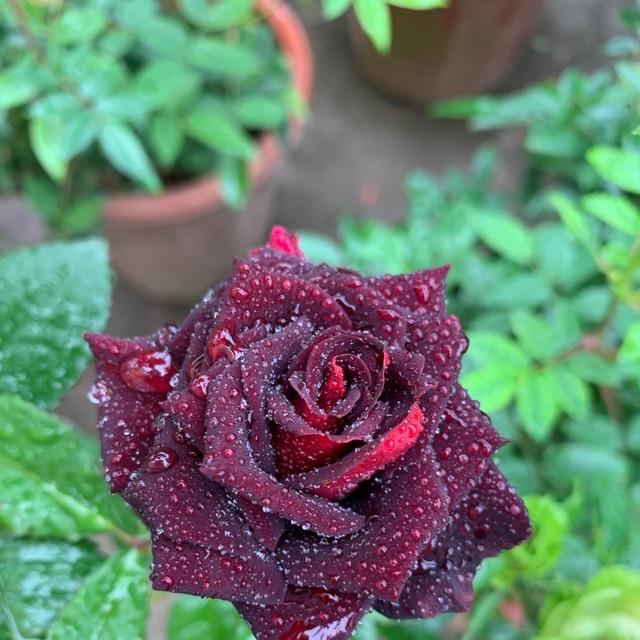 Hoa hồng đen Baccara