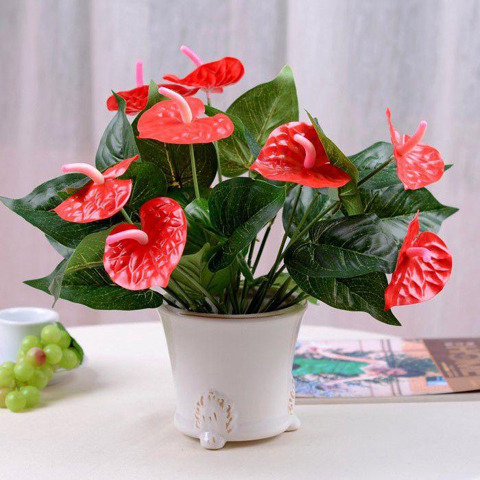 Hồng Môn thường được trồng trong chậu hoặc cắm bình để trang trí nhà cửa