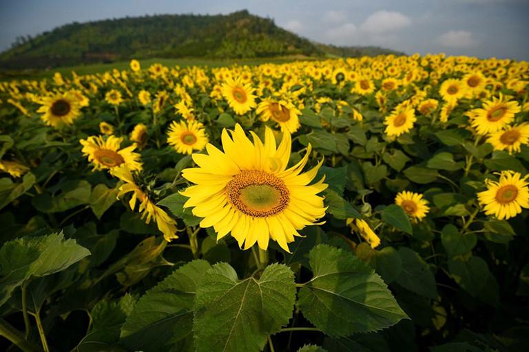 Nga và Ukraina chọn hoa hướng dương làm quốc hoa