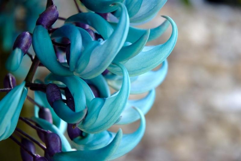 Hoa Jade Vine