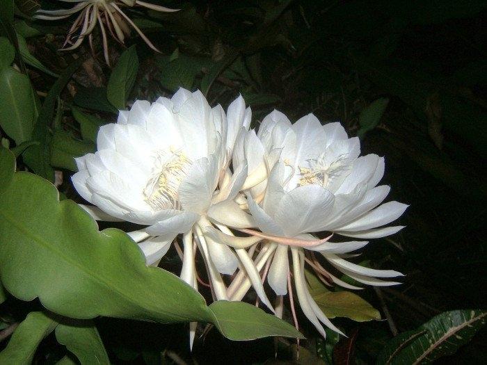 Hoa Kadupul hiếm vì nó ít nở