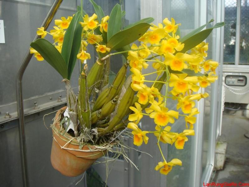 Hoa lan