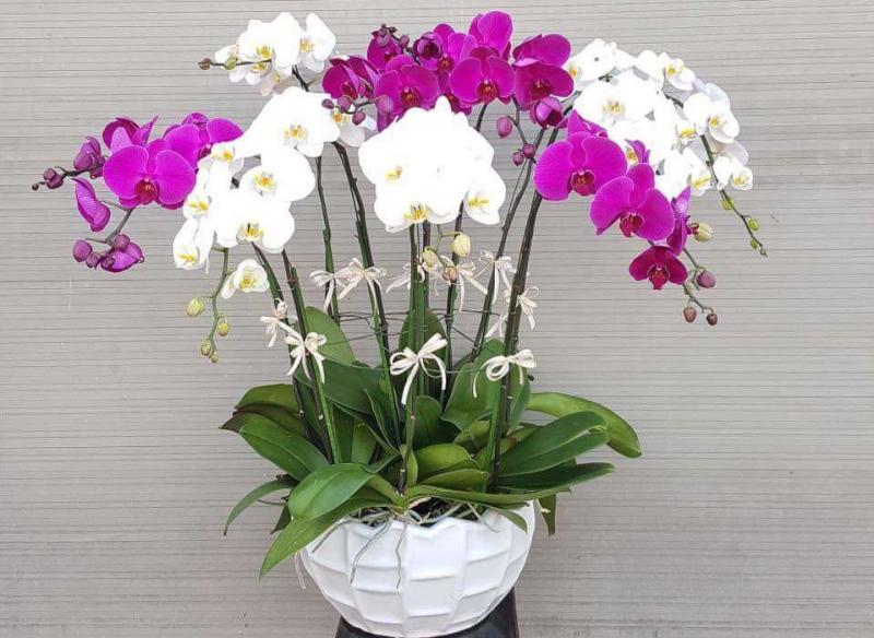 Lan Hồ Điệp mang bản chất hoang dã dễ trồng