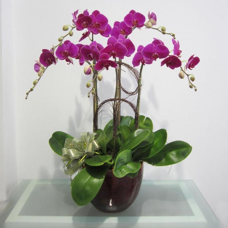 Chậu lan để bàn