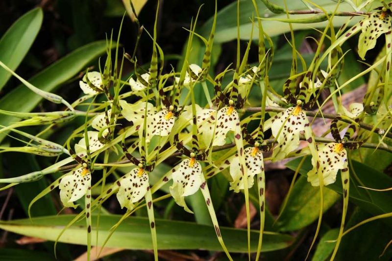 Hoa lan mặt người nhện