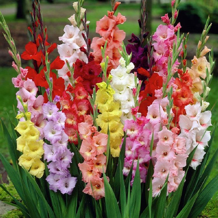 Lay ơn được ưa chuộng vào các dịp lễ Tết và có thời gian tươi lâu hơn các loài hoa khác.