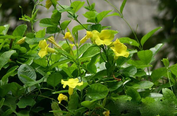 Cây hoa leo hoàng thảo