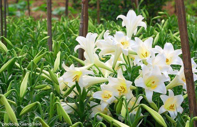Hoa loa kèn