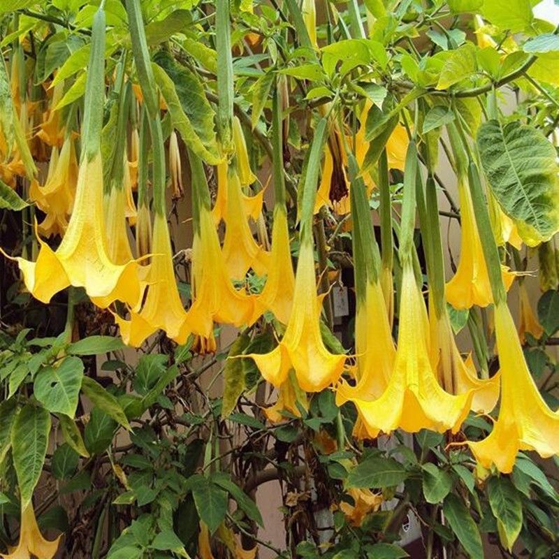 Hoa loa kèn -  Angel’s trumpet