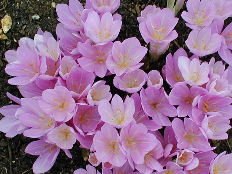 Cây bả chó - Colchicum Autumnale