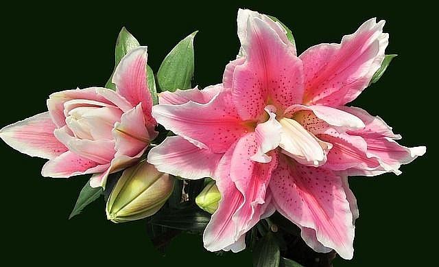 Bài văn thuyết minh về hoa ly số 9