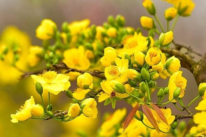 Một chậu mai thế có giá lên tới vài chục triệu đồng