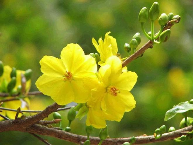 Loài hoa đẹp nhất trong dịp Tết mang đến lộc đầu xuân và những điều tốt đẹp nhất tới gia chủ.