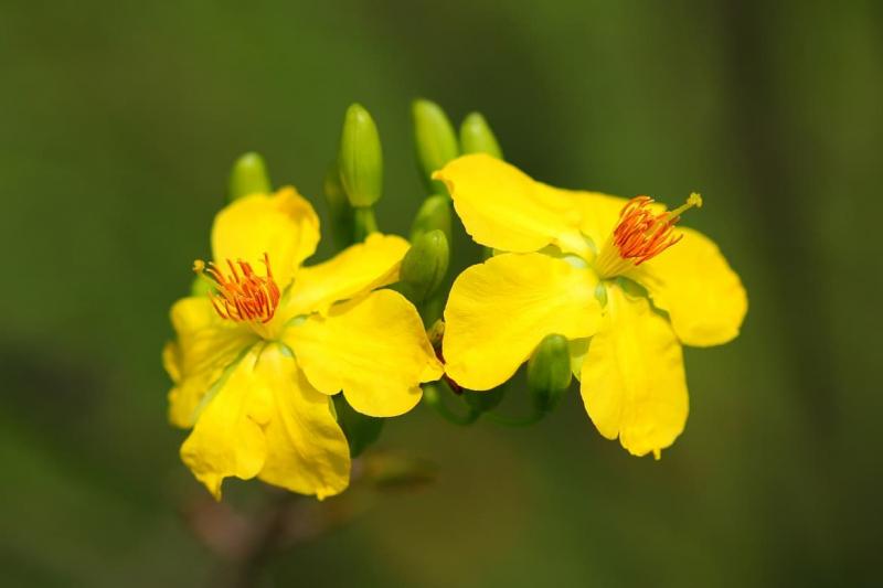 Thơ về hoa mai ngày Tết hay nhất