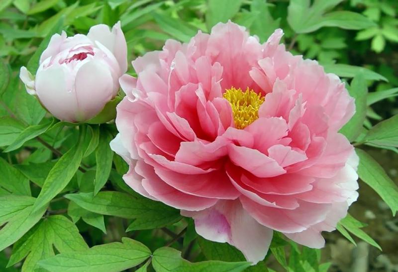 Hoa mẫu đơn