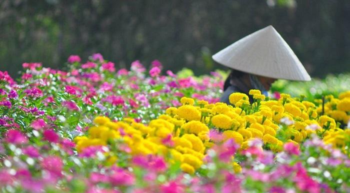 Làng hoa Mê Linh, Vĩnh Phúc