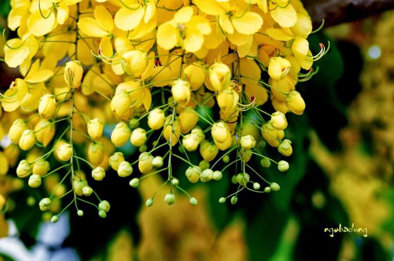 HOA MUỒNG HOÀNG YẾN - THÁI LAN