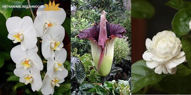 HOA NHÀI, LAN MẶT TRĂNG, HOA XÁC THỐI - INDONESIA