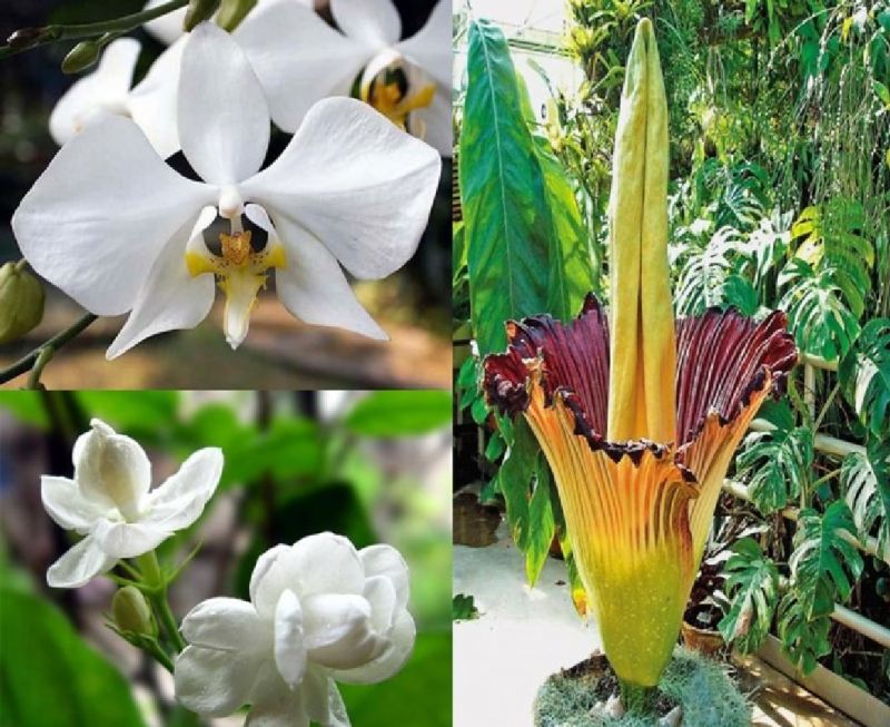 HOA NHÀI, LAN MẶT TRĂNG, HOA XÁC THỐI - INDONESIA
