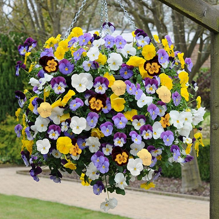 Hoa Pansy﻿