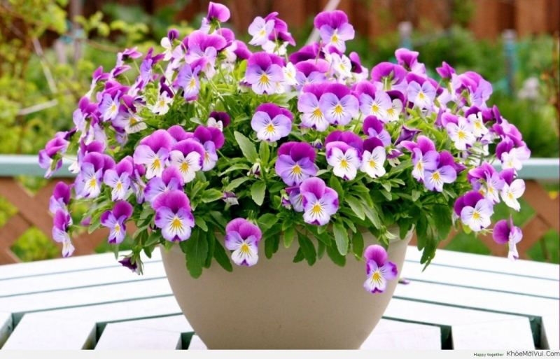 Hoa Pansy﻿