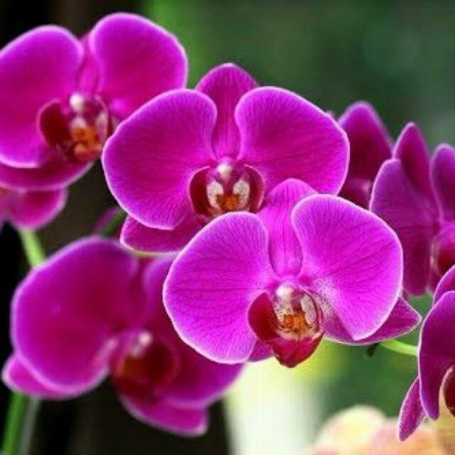 Hoa phong lan