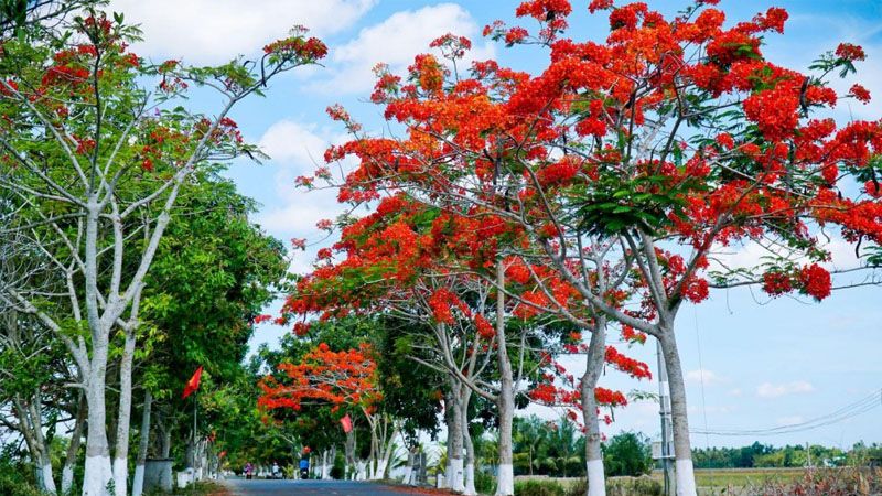 STT hay về ngày tổng kết năm học số 9