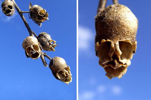 Hoa Semi di Antirrhinum