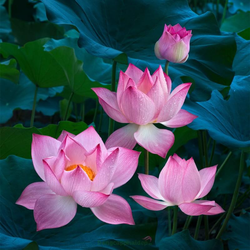 Đồng Tháp