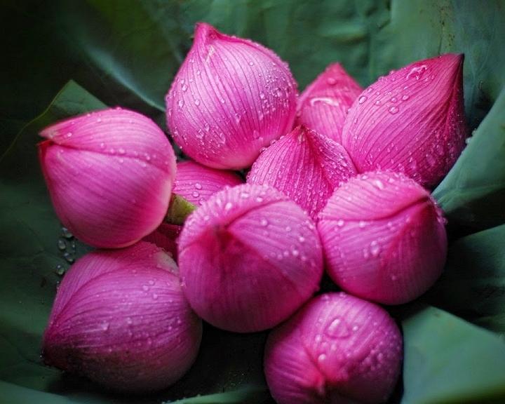 Hoa sen được coi là 
