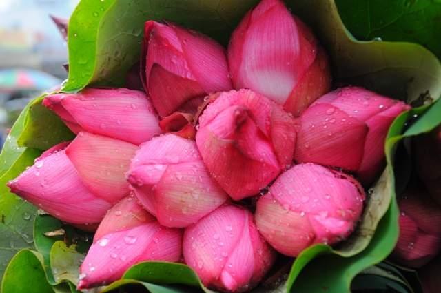 Hoa sen - loài hoa của cốt cách