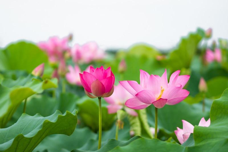 Bài văn tả cảnh đầm sen đang mùa hoa nở số 1