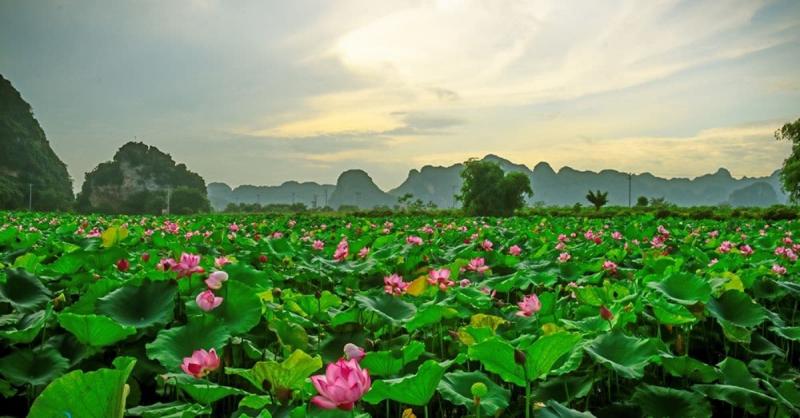 Ảnh minh họa (Nguồn internet)