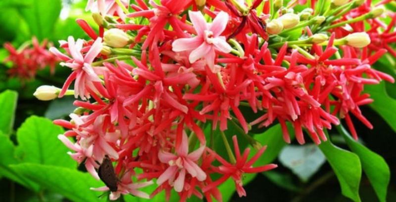 Hương hoa thơm nức, đặc biệt mạnh mẽ về đêm